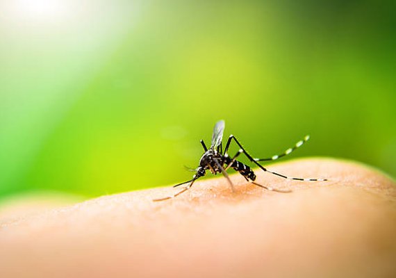 2023 soma mais de mil mortos por dengue no Brasil