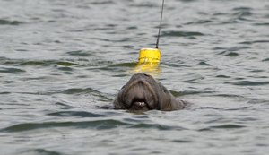 Projeto comemora nascimento de peixe-boi-marinho na Paraíba