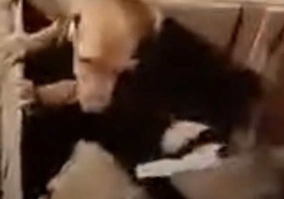 Polícia Civil investiga abandono de filhotes de cachorros em Maceió