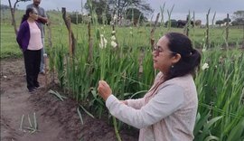 Mar Vermelho/AL inicia colheita de gladíolos florescendo novas oportunidades econômicas