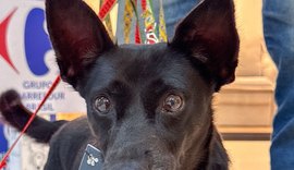 Campanha de adoção no Sam´s Club Maceió incentiva famílias a acolher pets resgatados