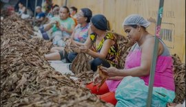 Documentário inédito conta a história das destaladeiras de fumo de Arapiraca