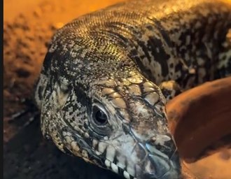 Manejo de animais exóticos exige técnica para evitar estresse, lesões e complicações