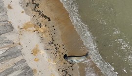 Elefante-marinho é visto em Maceió após dias no litoral e mobiliza monitoramento