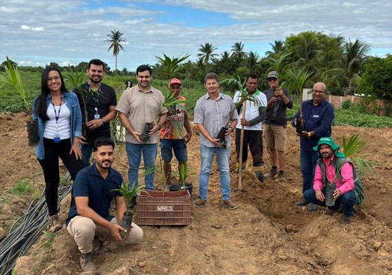 Nova estratégia agrícola com açaí vai trazer mais segurança e valor à produção irrigada em Alagoas