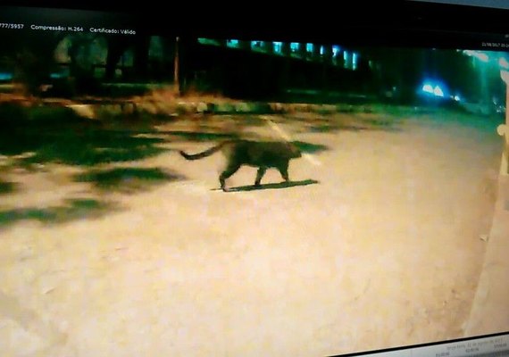 Biólogos do Distrito Federal dizem que 'onça vista no Itamaraty é um gato'