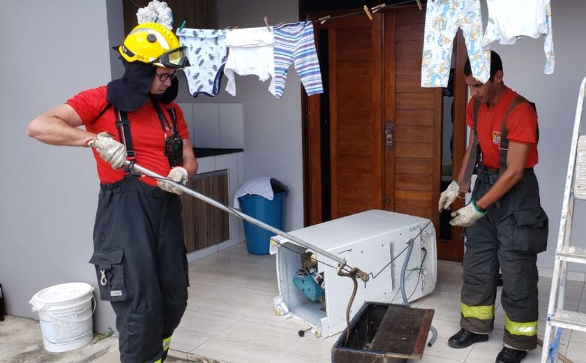 Cobra aparece em máquina de lavar e bombeiros capturam animal em Arapiraca; assista