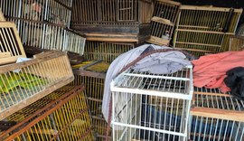 Polícia Militar apreende quase 700 animais em Arapiraca