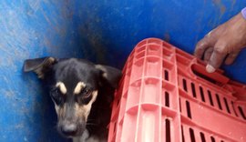 Cachorro é jogado dentro da lixeira de condomínio por funcionários de prédio