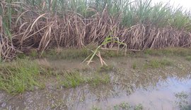 Corpo mutilado com requintes de crueldade é encontrado em canavial em Coruripe
