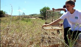 Animais silvestres apreendidos em fiscalizações são soltos na natureza