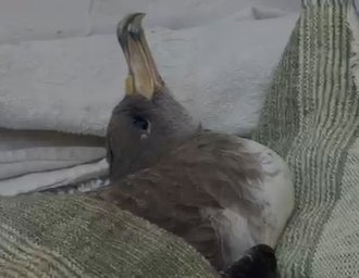 Biólogo alerta para risco de gripe aviária ao tocar ou recolher aves migratórias