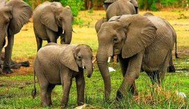 Mundo perdeu 60% dos animais selvagens em 40 anos