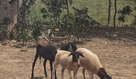 Mistério em Craíbas: animais aparecem mortos com perfurações e sem vestígios de sangue