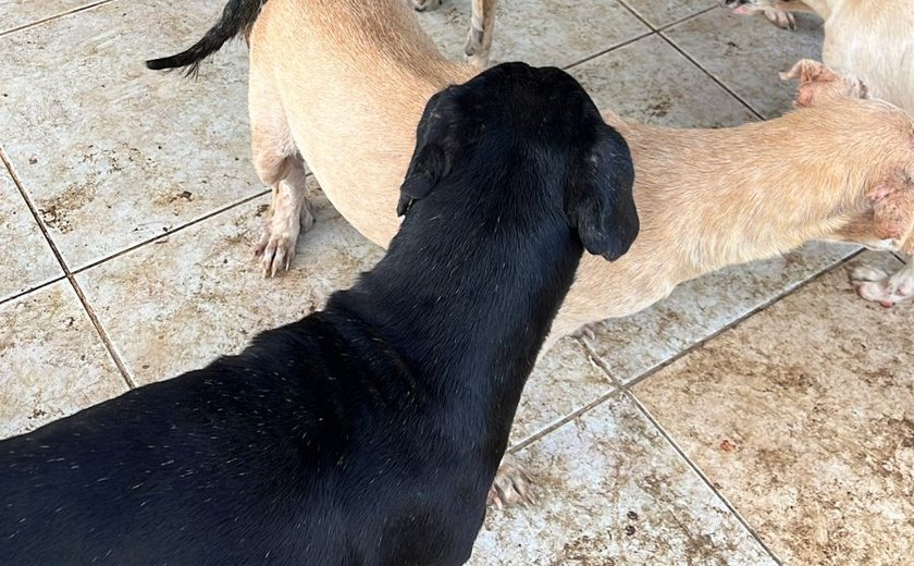 Polícia Civil participa de operação para apurar denúncia de maus-tratos de animais em Maceió