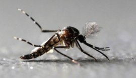 Brasil registra 19 mortes por zika, dengue e chikungunya em 2018