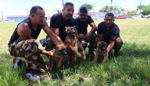 Secretaria fortalece parceria com PM para treinar cães farejadores