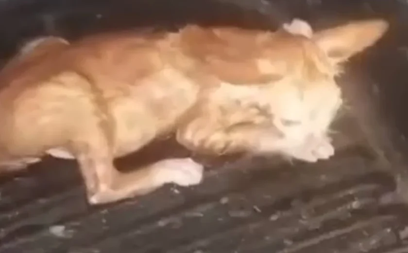 Homem é preso por afogar filhote de gato e divulgar vídeo em Junqueiro