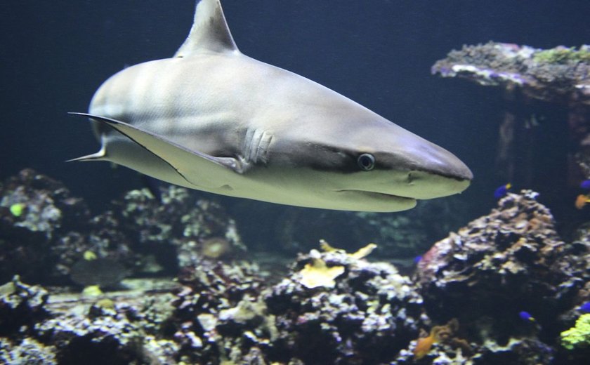 Tubarões em Alagoas: animais em extinção encontram equilíbrio ecológico no Estado 