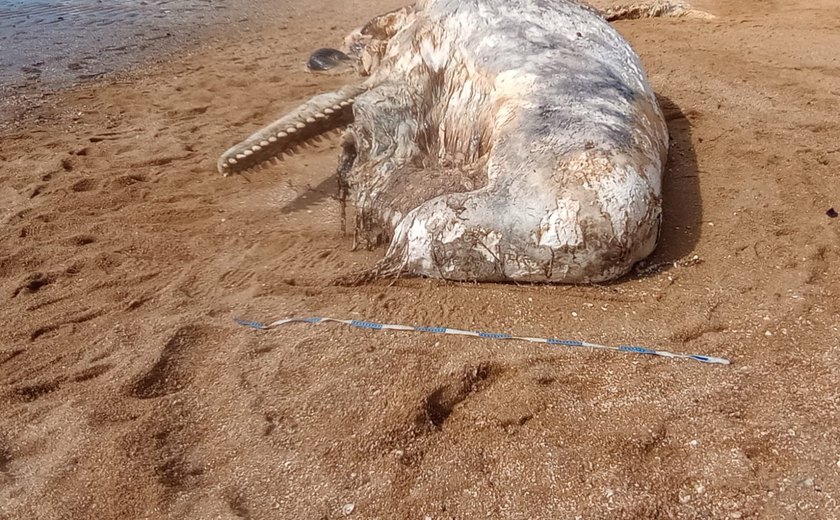 Baleia cachalote é encontrada em avançado estágio de decomposição em foz de rio em Maragogi