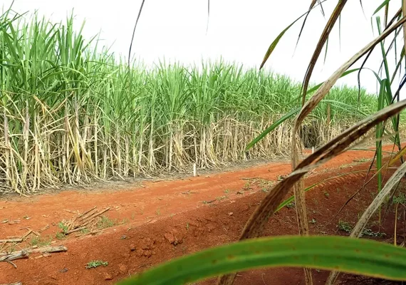 Brasil terá segunda maior safra de cana, segundo estimativa da Conab