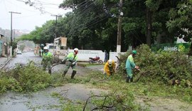 Em 24 horas, dez árvores caem em Maceió e total já chega a 75 neste inverno