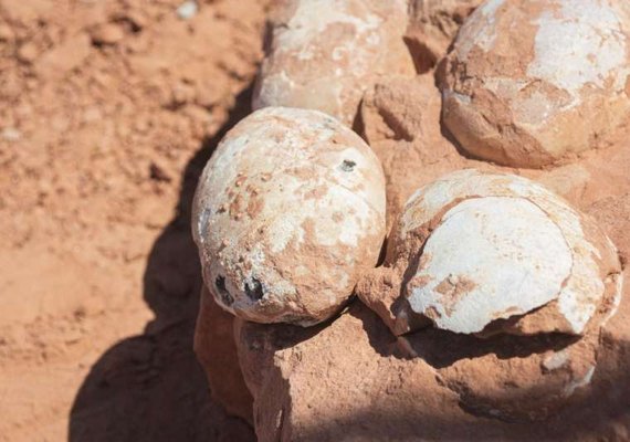 Paleontólogos anunciam descoberta de ovos de dinossauro em São Paulo