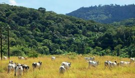 Fazenda em Pernambuco guarda reserva particular com espécies ameaçadas de extinção