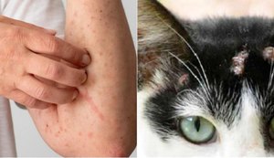 Saúde orienta população sobre os cuidados com a esporotricose