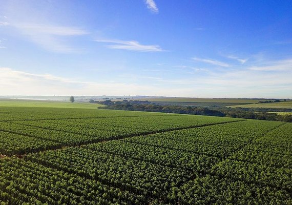 Palato reforça compromisso com saúde do consumidor e práticas sustentáveis na escolha de fornecedores