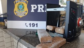 Ação conjunta da PRF e Canil do 3° BPM/AL apreende cerca de 3kg de maconha, na BR 101