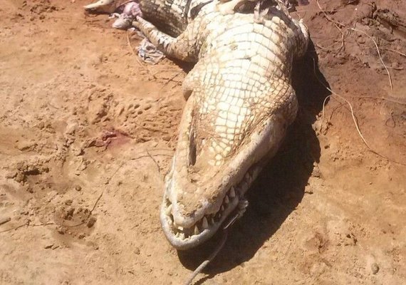Laudo confirma que restos mortais encontrados dentro de jacaré são de humanos