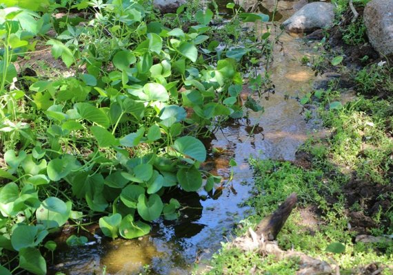 FPI descobre esgoto sendo despejado dentro de Parque Ecológico em Piranhas