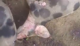 Mistério na morte de porcos em São Brás