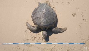 17 tartarugas são encontradas mortas pelo Biota