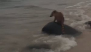 Banhistas flagram quati na Praia de Riacho Doce