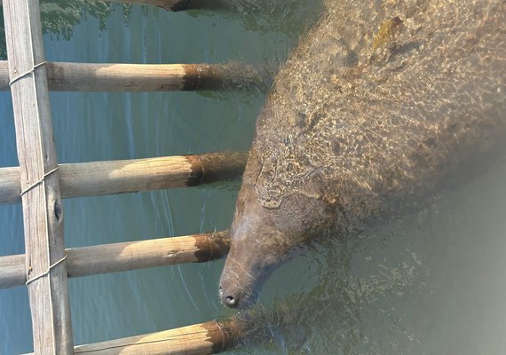 Nasce filhote de peixe-boi no Rio Tatuamunha, em Porto de Pedras