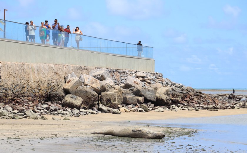 Instituto Biota informa que elefante-marinho foi encontrado morto em Jequiá da Praia