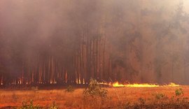 Incêndio em manguezal afeta cerca de 4 hectares em São Miguel dos Milagres