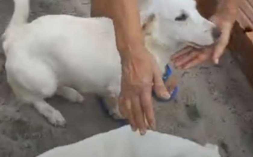 Polícia Civil esclarece caso de supostos maus-tratos a cachorros transportados em caminhonete