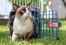 SOS Pet Pinheiro promove campanha de conscientização e adoção responsável no Maceió