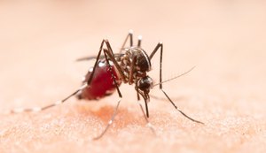 Chikungunya: Região Nordeste registra maior incidência da doença em 2022