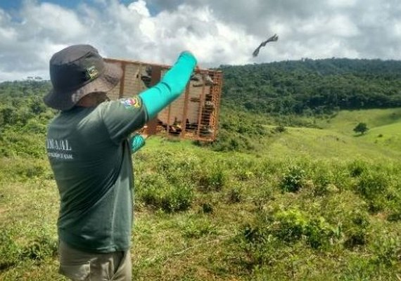 Mais 126 animais silvestres são recuperados e devolvidos à natureza em Alagoas