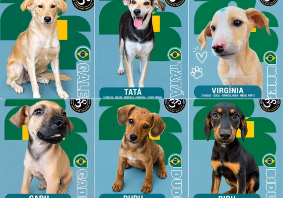 Álbum de figurinhas transforma cães resgatados em estrelas da adoção em Maceió
