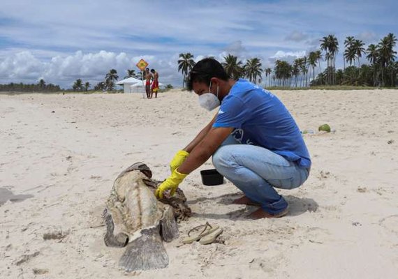 Especialistas estudam causas das mortes de peixes meros no litoral de Alagoas