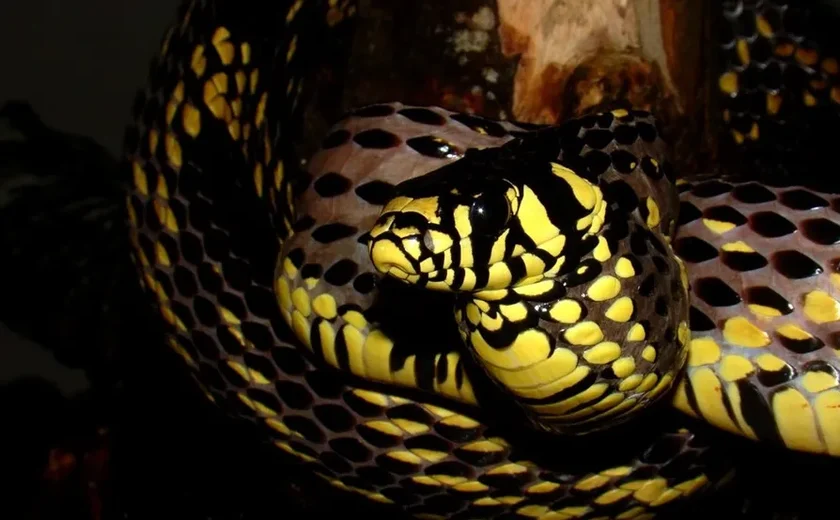 Família leva susto ao encontrar cobra dentro de berço de bebê em SC