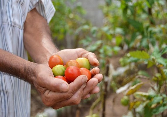 Unidades hospitalares da Sesau começam a receber produtos da agricultura familiar