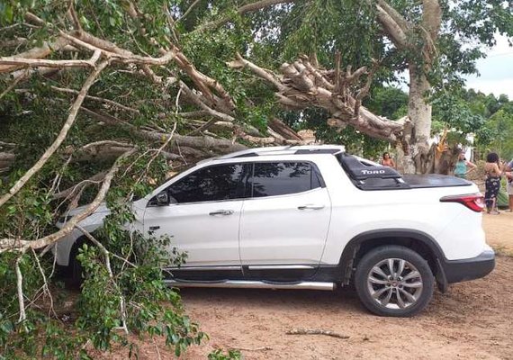 Vídeo: fortes ventos causam quedas de árvores em Arapiraca e Igreja Nova