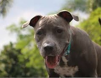 Pitbull ataca duas mulheres em residência em Maceió