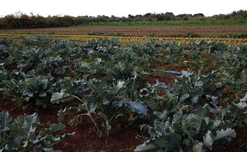 126 mil declarações da agricultura familiar com indícios de irregularidades são suspensas